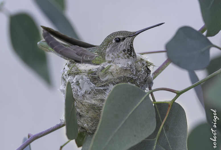emily renzel wetlands 2026